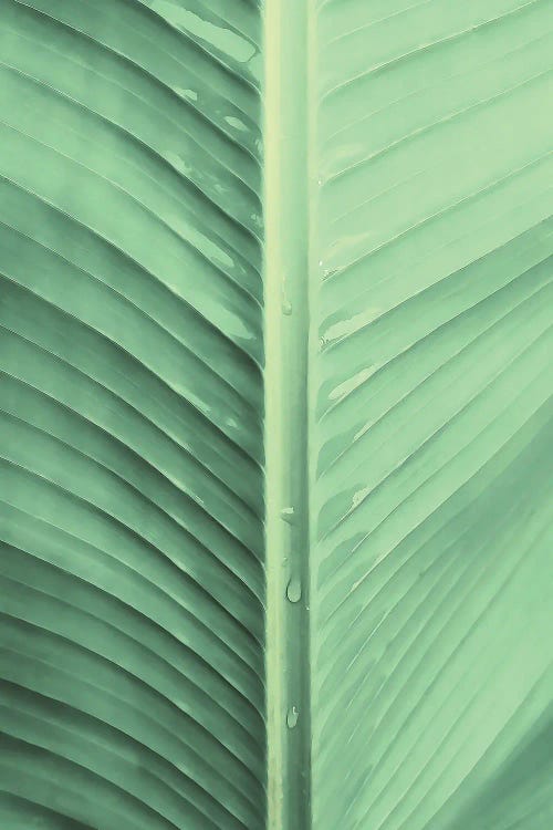 Banana Leaf