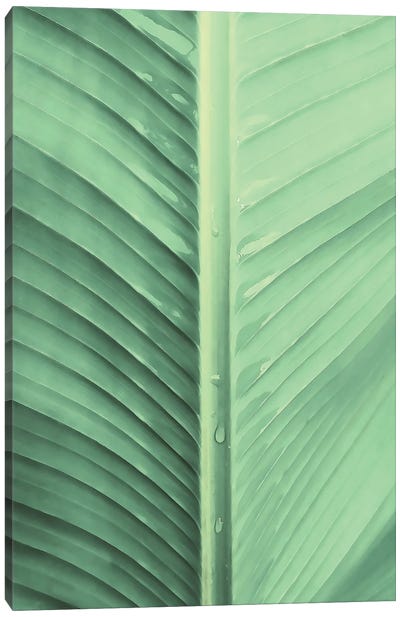 Banana Leaf Canvas Art Print - Emanuela Carratoni