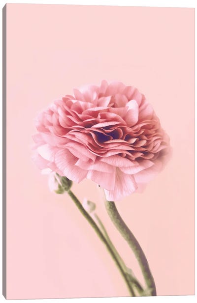 Pink Buttercup Canvas Art Print - Ranunculus Art