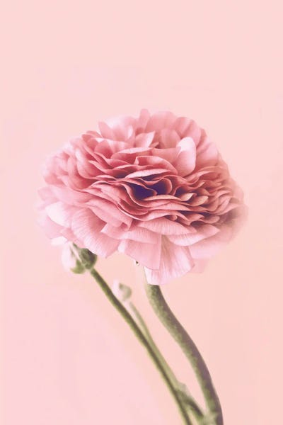 Ranunculi: Pink Buttercup by Emanuela Carratoni