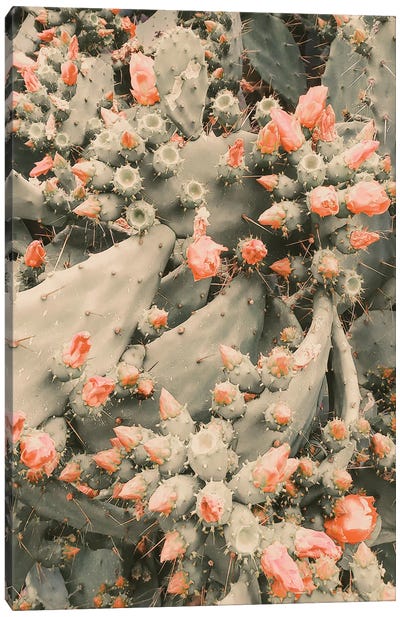 Cactus Wall Canvas Art Print - Emanuela Carratoni
