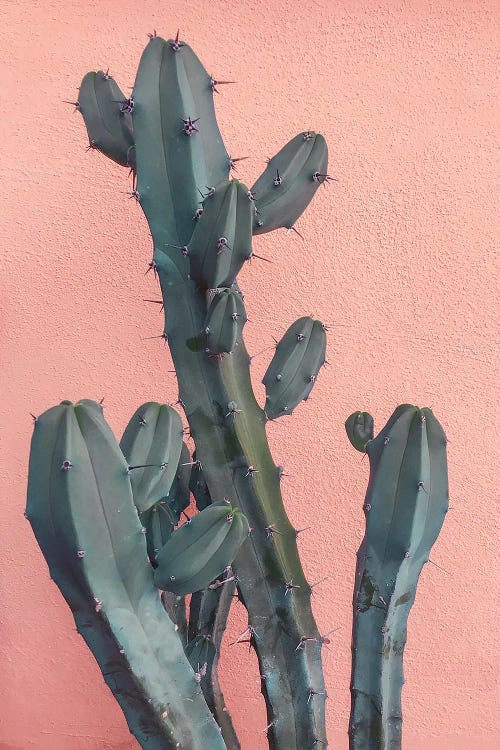 Cactus On Pink Wall