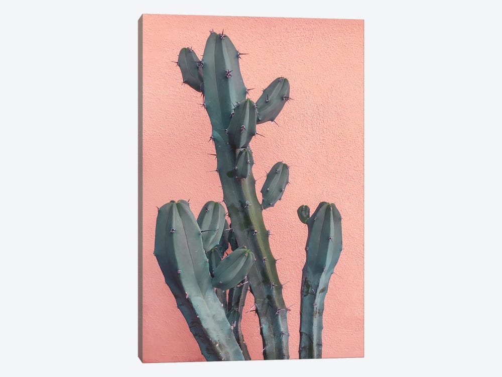 Cactus On Pink Wall by Emanuela Carratoni 1-piece Canvas Artwork