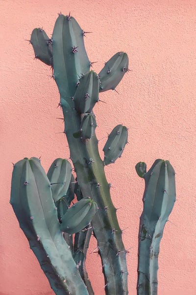 Cacti: Cactus On Pink Wall by Emanuela Carratoni