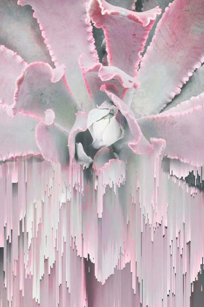 Succulents: Glitched Succulent I by Emanuela Carratoni