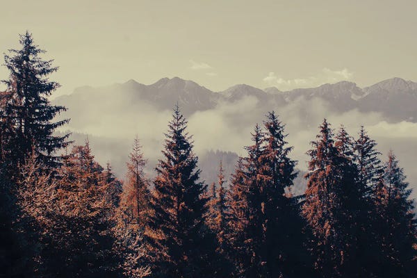 Vintage Styled Photography: Mountain Forest by Emanuela Carratoni