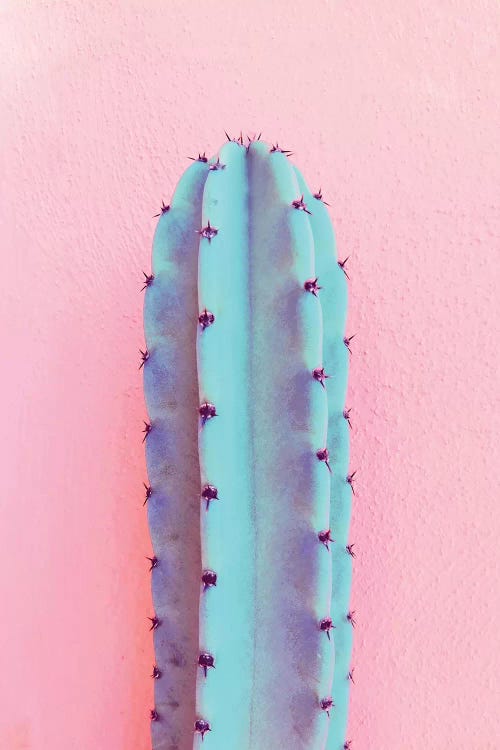 Lonely Cactus