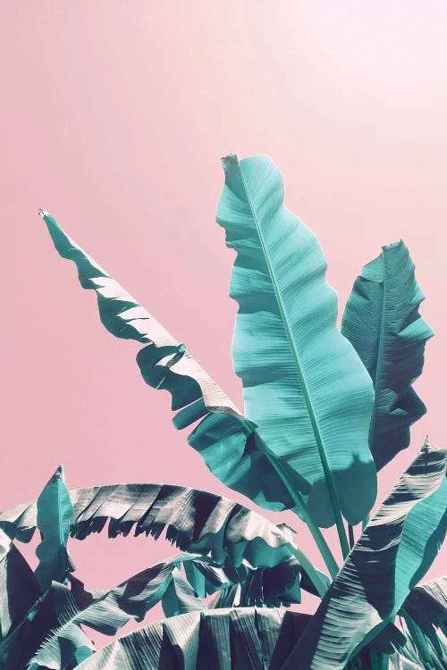 Bananas On Pink by Emanuela Carratoni wall art
