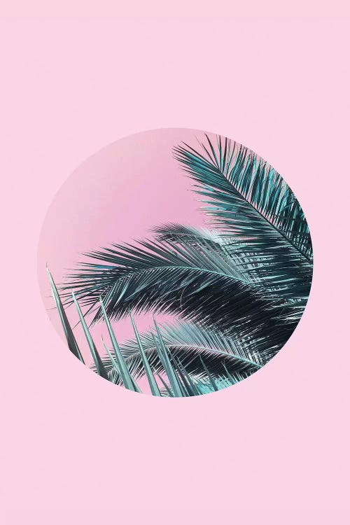 Palms On Pink