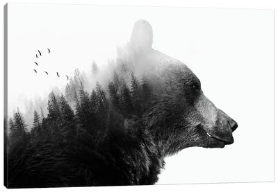 Big Bear I Canvas Art Print - Black & White Animal Art