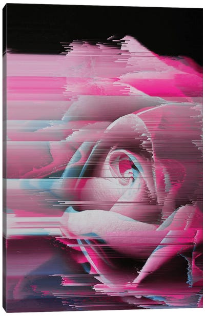 Rosa Rosae Canvas Art Print - Black & Pink Art