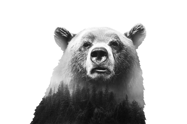 Big Bear III by Emanuela Carratoni wall art