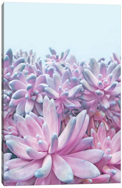 Sweet Succulents Canvas Art Print - Pop of Color