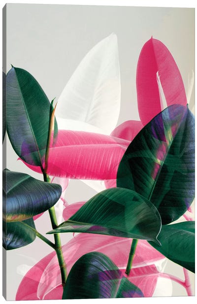 Tropical Leaves Canvas Art Print - Emanuela Carratoni