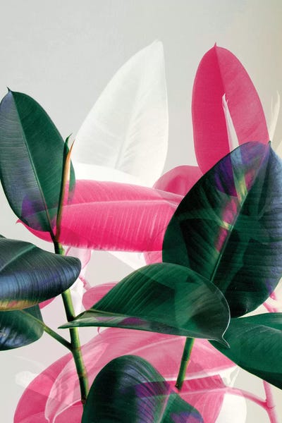 Tropical Leaves: Tropical Leaves by Emanuela Carratoni