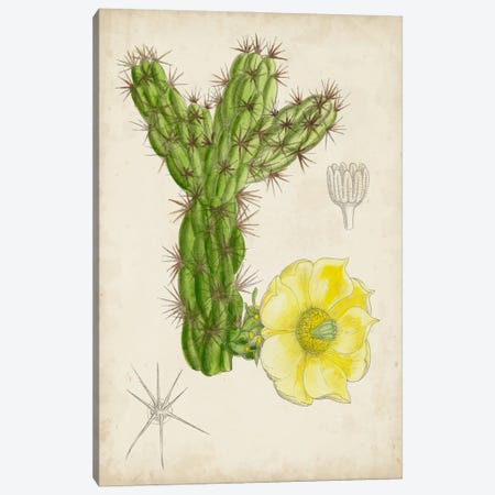 Antique Cactus I Canvas Print #CTS1} by Curtis Canvas Print