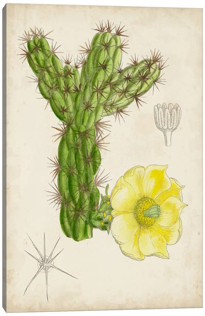 Antique Cactus I Canvas Art Print