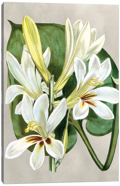 Alabaster Blooms IV Canvas Art Print