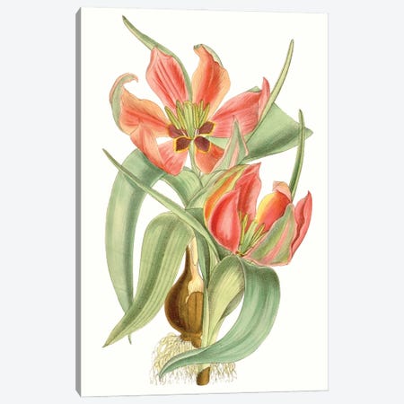 Curtis Tulips I Canvas Print #CTS29} by Curtis Canvas Artwork
