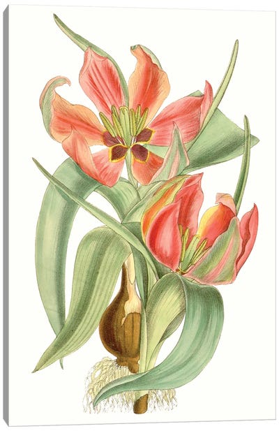 Curtis Tulips I Canvas Art Print