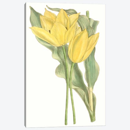 Curtis Tulips II Canvas Print #CTS30} by Curtis Art Print