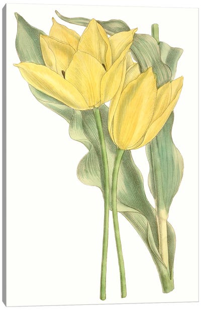 Curtis Tulips II Canvas Art Print