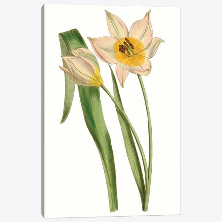 Curtis Tulips III Canvas Print #CTS31} by Curtis Canvas Art Print