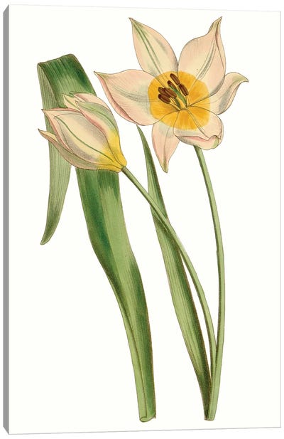 Curtis Tulips III Canvas Art Print
