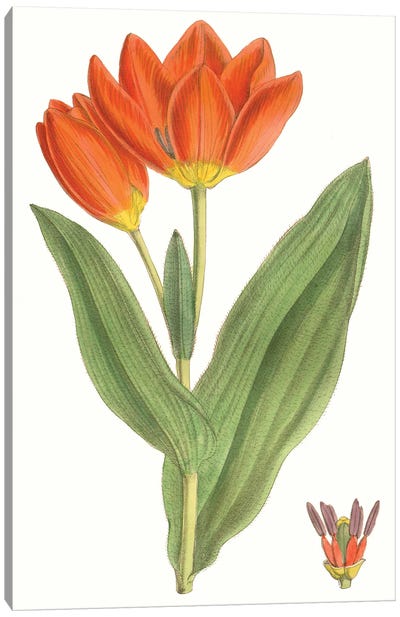 Curtis Tulips IX Canvas Art Print