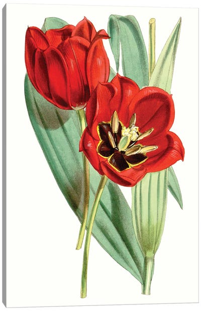 Curtis Tulips V Canvas Art Print