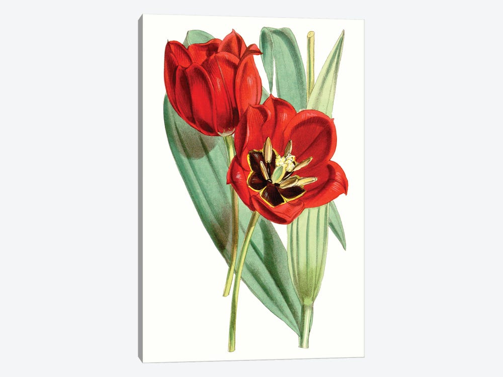 Curtis Tulips V 1-piece Art Print
