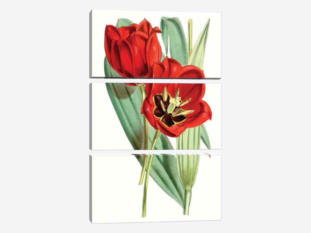 Curtis Tulips V by Curtis 3-piece Art Print