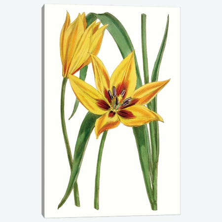 Curtis Tulips VI Canvas Print #CTS35} by Curtis Canvas Art