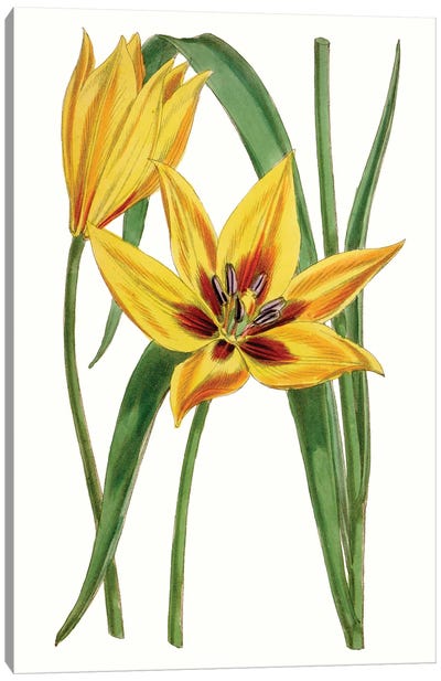 Curtis Tulips VI Canvas Art Print