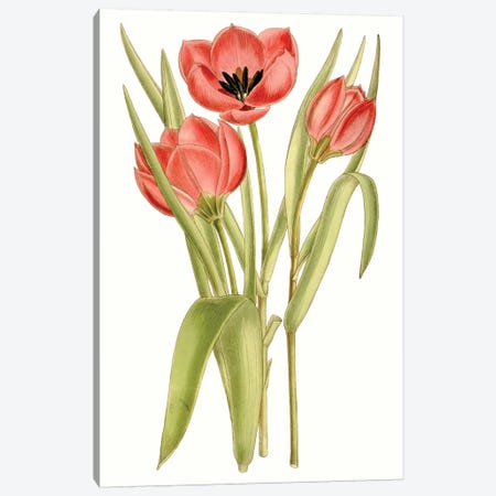 Curtis Tulips VII Canvas Print #CTS36} by Curtis Canvas Art