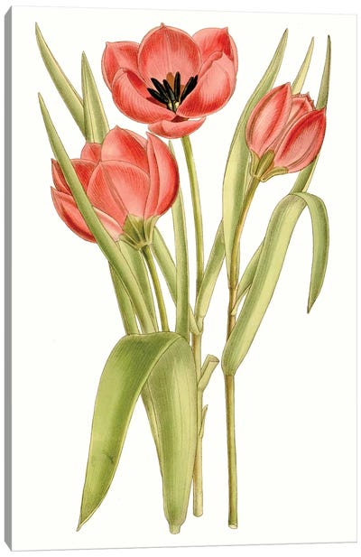 Curtis Tulips VII Canvas Art Print - Tulip Art