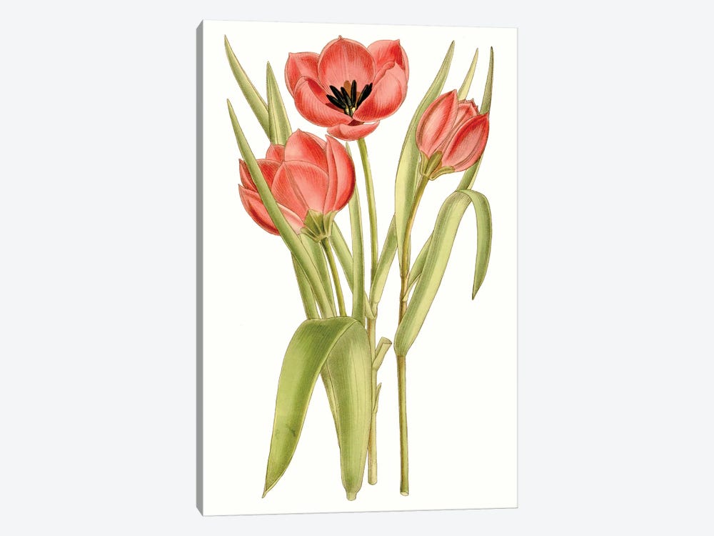 Curtis Tulips VII by Curtis 1-piece Art Print