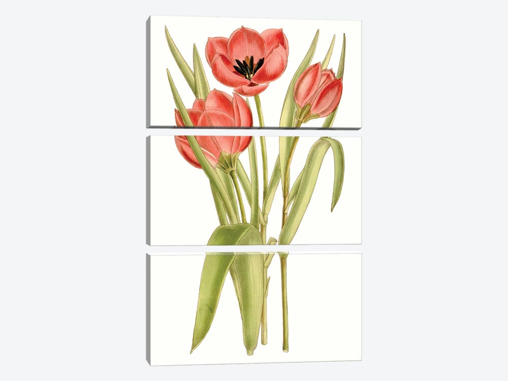 Curtis Tulips VII by Curtis 3-piece Art Print