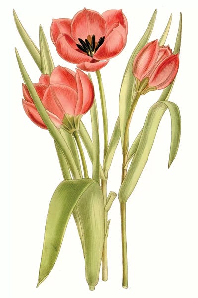Tulips: Curtis Tulips VII by Curtis