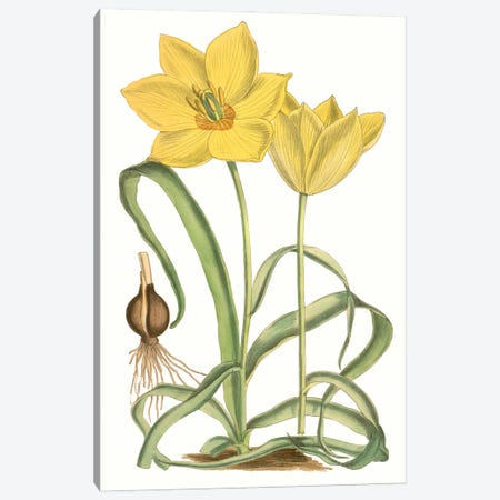 Curtis Tulips VIII Canvas Print #CTS37} by Curtis Canvas Art