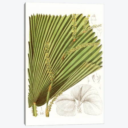 Palm Melange I Canvas Print #CTS44} by Curtis Canvas Print