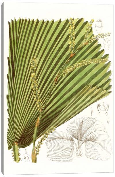 Palm Melange I Canvas Art Print