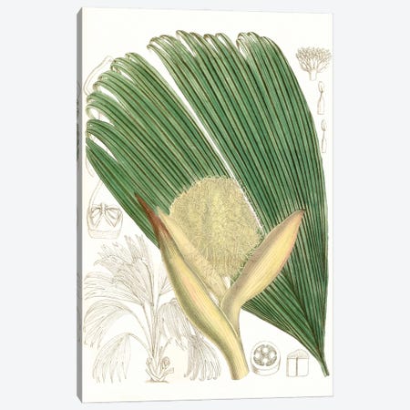 Palm Melange II Canvas Print #CTS45} by Curtis Canvas Print