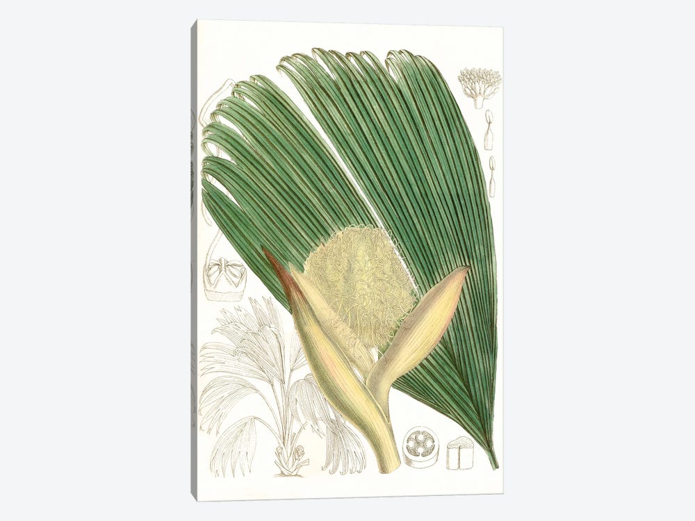 Palm Melange II 1-piece Canvas Art Print
