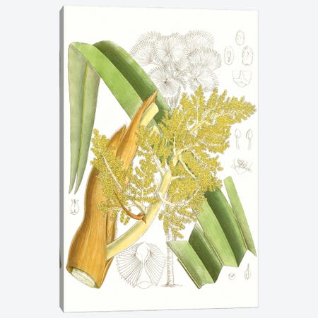 Palm Melange V Canvas Print #CTS49} by Curtis Canvas Wall Art