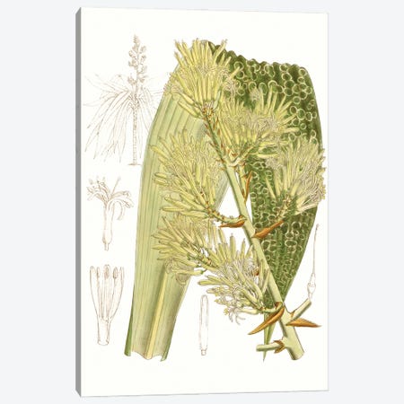Palm Melange VI Canvas Print #CTS50} by Curtis Canvas Art Print