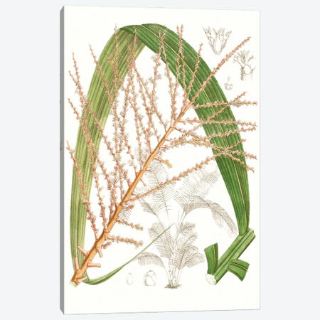 Palm Melange VII Canvas Print #CTS51} by Curtis Canvas Art Print