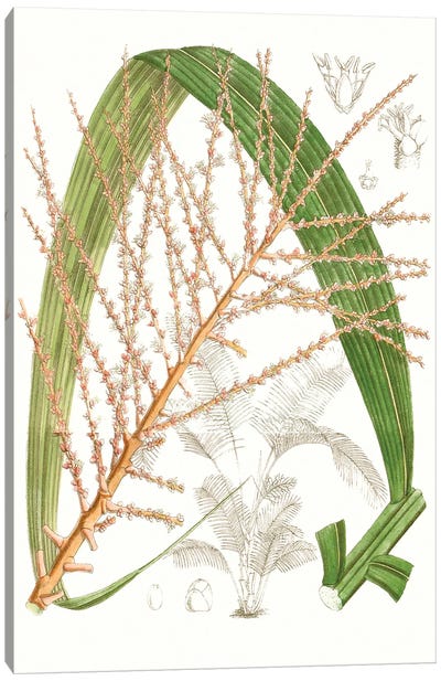Palm Melange VII Canvas Art Print