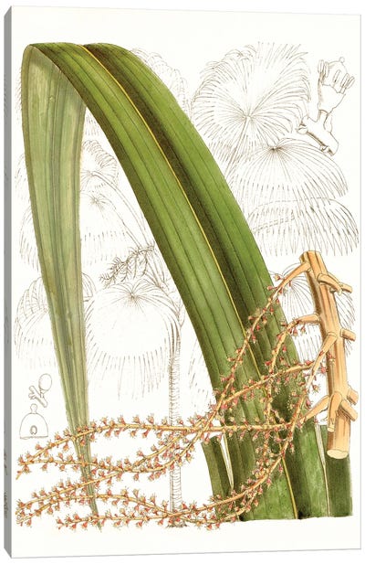 Palm Melange VIII Canvas Art Print