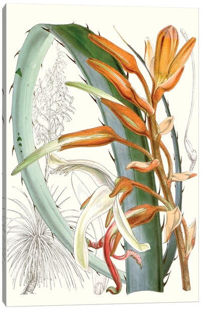 Tropical Variety III Canvas Art Print